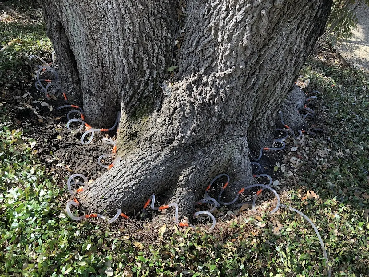 Detailed Tree Cabling and Bracing job site in Haleyville